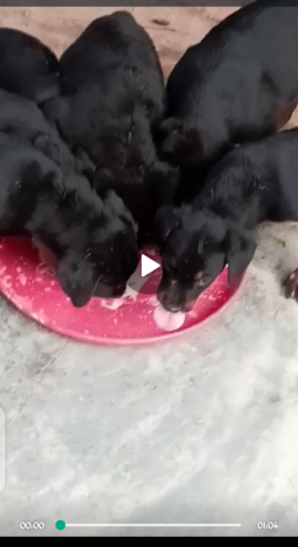 Vente de chiots Mâles et Femelles à Ouagadougou